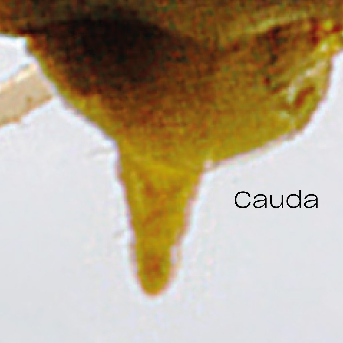 ¿Ya identificaste al pulgón estriado de la papa (Aulacorthum solani)?

Verde claro con franja dorsal pálida
En brotes y hojas jóvenes
Vector de virus en cultivos como papa, lechuga y ornamentales

🌿 Detectar a tiempo = proteger tu cultivo.
🔗 koppert.mx/plagas-en-plan…