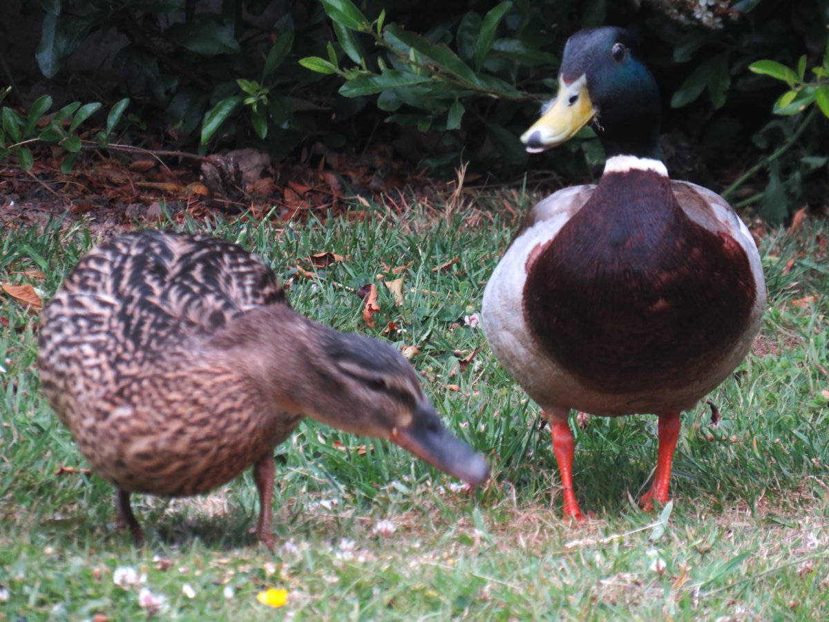 MatthewShute's tweet image. These visitors are always welcome!
#NaturePhotography
🌱 🦆 💛 💚