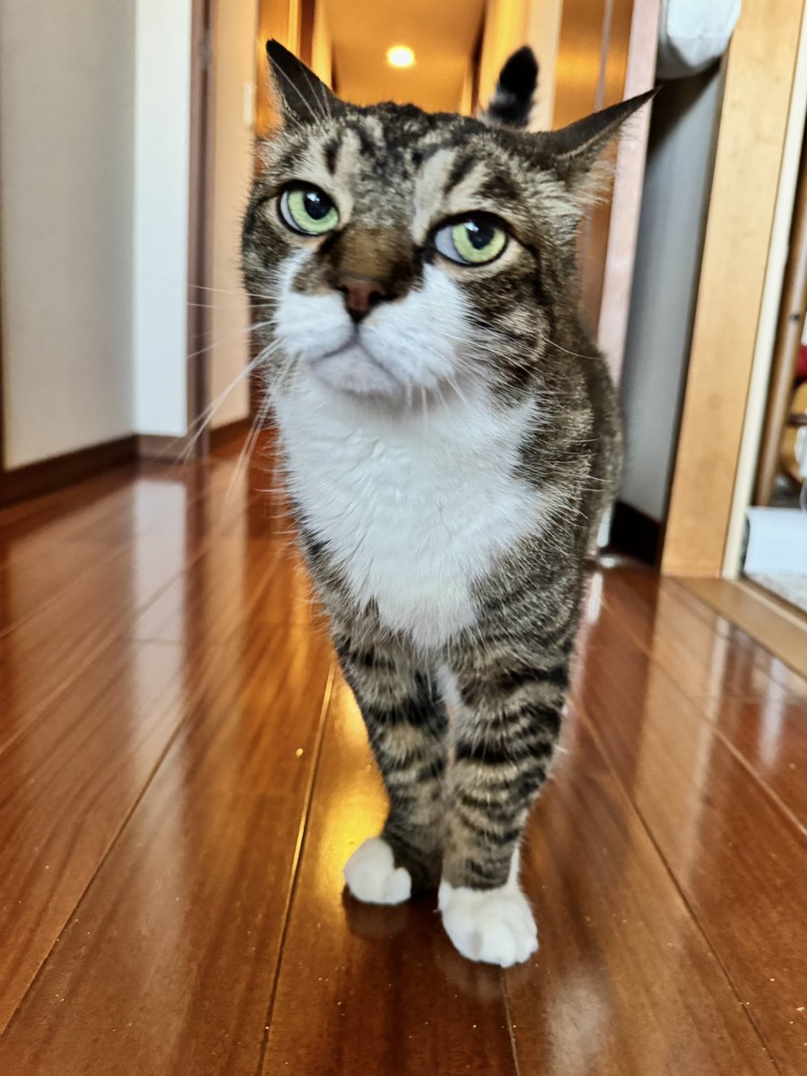 poncho_neko's tweet image. なんだか、ぽんちょを置いて遊びに行こうとしてないにゃお？