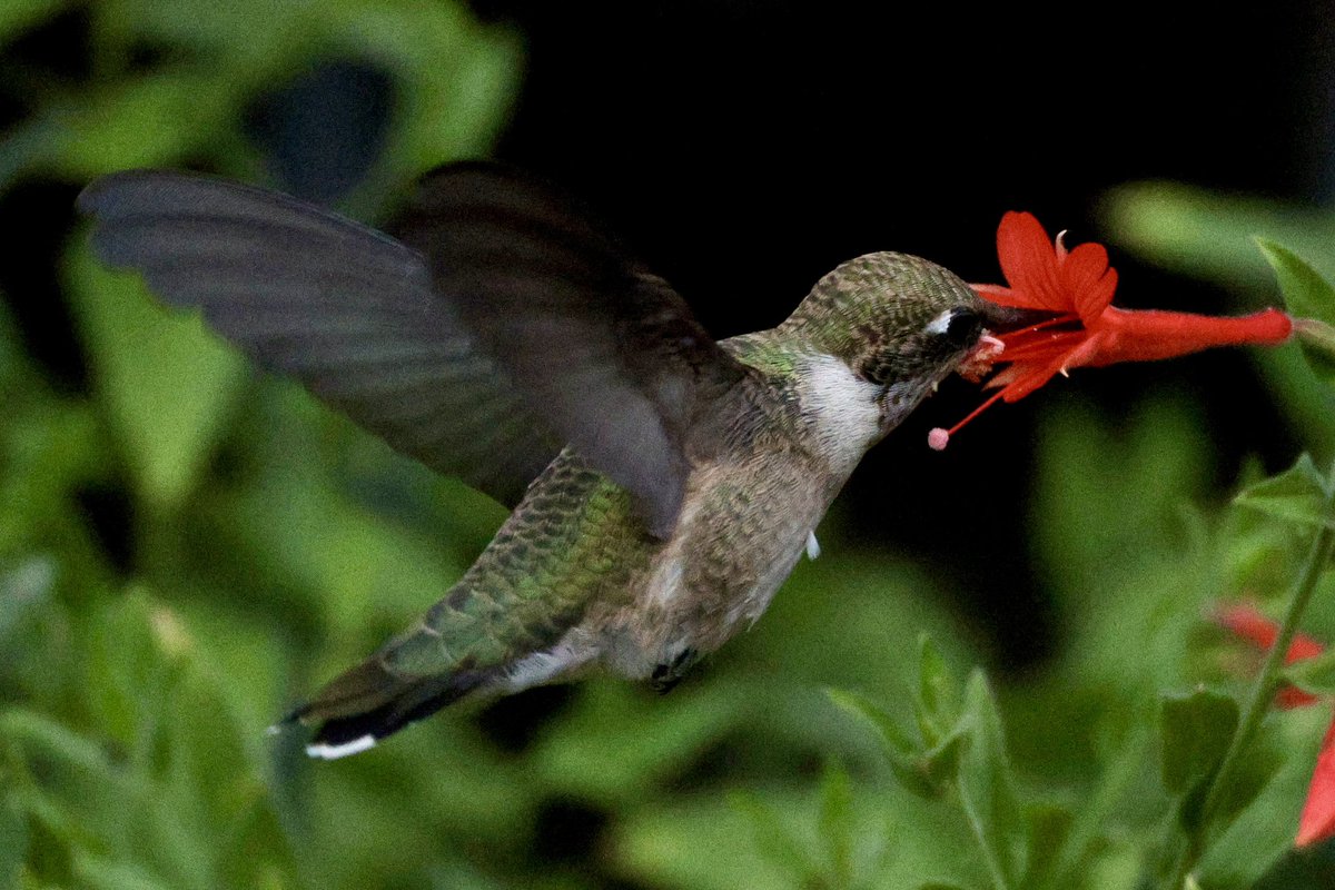 jw2008SS00's tweet photo. Ruby-throated Hummingbird hummingbird Boise urban wildlife: #birdphotography #hummingbird #birdwatching #wildlifephotography #NaturePhotography #Boise https://t.co/RaiNFrLKDW