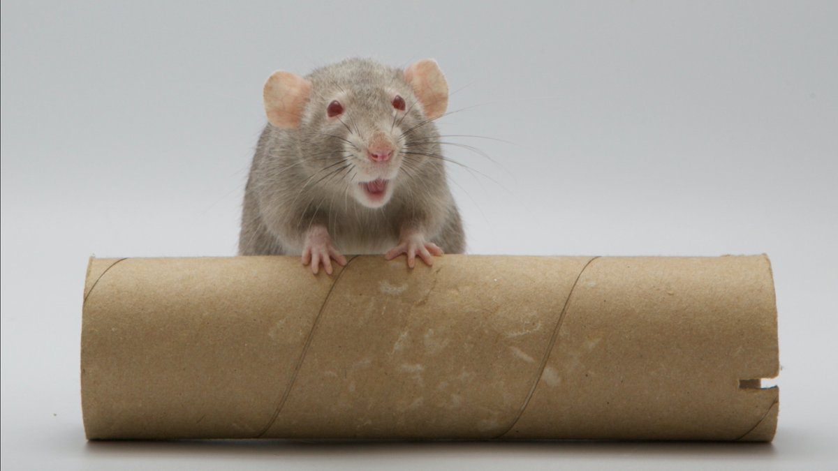 Rattrixs's tweet image. Next up we have my late girl Pickle! Pickle was a very interesting rat, being quite confident in many ways, but also being quite sensitive and more prone to spooking than her sisters. Pickle was a very active rat who excelled at agility, and in particular really loved weaves!
