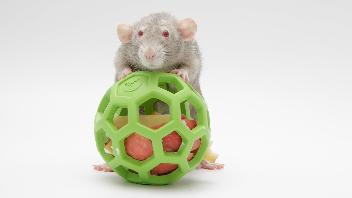 Rattrixs's tweet image. Next up we have my late girl Pickle! Pickle was a very interesting rat, being quite confident in many ways, but also being quite sensitive and more prone to spooking than her sisters. Pickle was a very active rat who excelled at agility, and in particular really loved weaves!