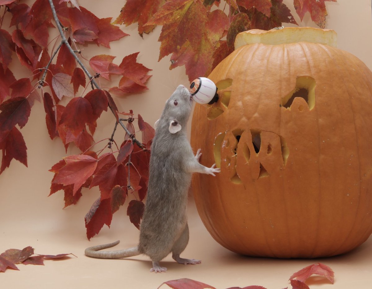 Rattrixs's tweet image. Next up we have my late girl Pickle! Pickle was a very interesting rat, being quite confident in many ways, but also being quite sensitive and more prone to spooking than her sisters. Pickle was a very active rat who excelled at agility, and in particular really loved weaves!