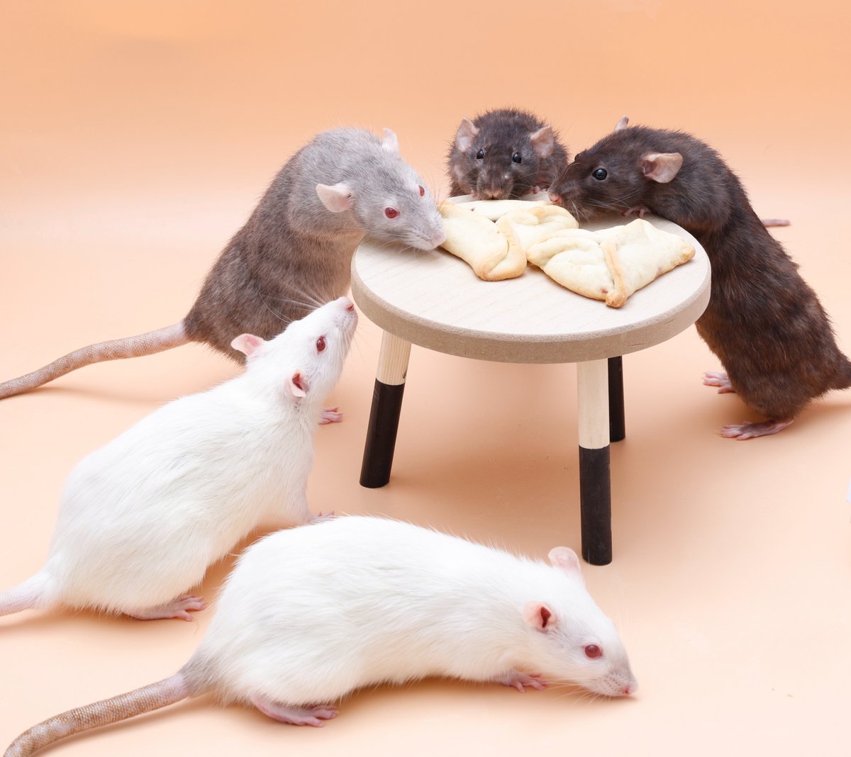 Rattrixs's tweet image. Next up we have my late girl Pickle! Pickle was a very interesting rat, being quite confident in many ways, but also being quite sensitive and more prone to spooking than her sisters. Pickle was a very active rat who excelled at agility, and in particular really loved weaves!