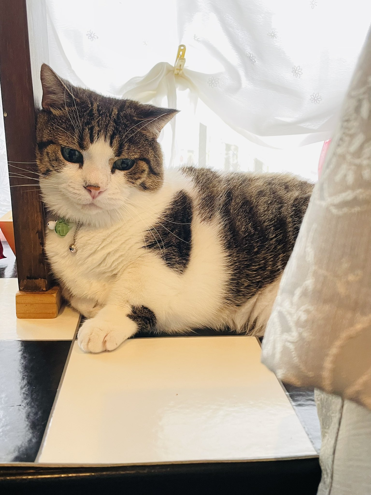 猫田さま　ページ 楽天市場】DA 猫 ケージ キャットケージ 2段 ペットケージ