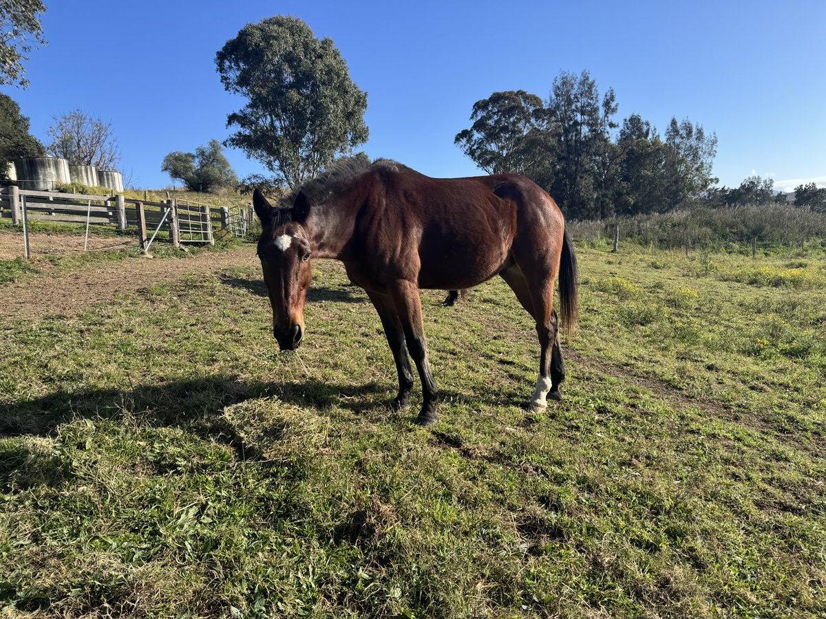 chaff and oats (@oats_and) on Twitter photo Good on you β¦<a href="/MattMarkham07/">Matt Markham</a>β© thanks for the shout out on the β¦<a href="/boxseatnz/">The BOX SEAT</a>β© π
A wintery ole Smolda wishes the best of luck to all the runners in this yearβs Inter Dominions βοΈππ₯ Good on you β¦<a href="/MattMarkham07/">Matt Markham</a>β© thanks for the shout out on the β¦<a href="/boxseatnz/">The BOX SEAT</a>β© π
A wintery ole Smolda wishes the best of luck to all the runners in this yearβs Inter Dominions βοΈππ₯
