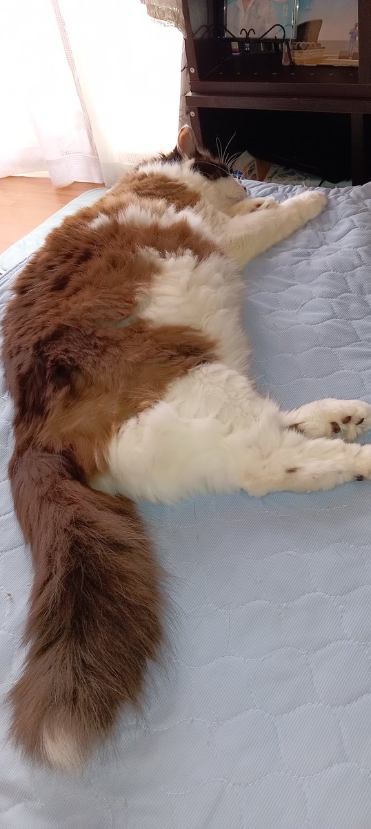 今日は夕方までにゃんはお留守番。
エアコンの涼しいところで
ねんねして待っていてね。
おやちゅ　美味しい買ってくるからね。