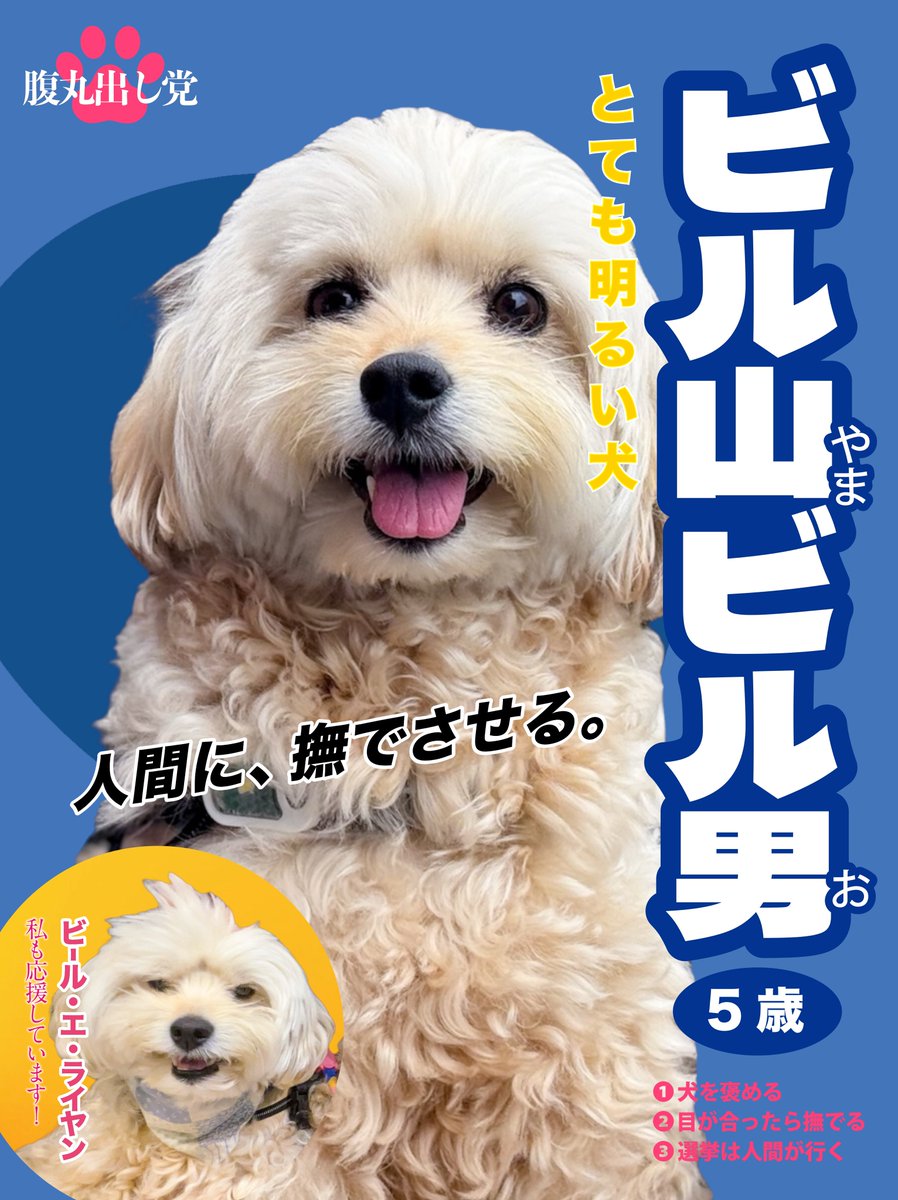 人間達、選挙行くんやで。犬達、昼寝を頑張ってください。