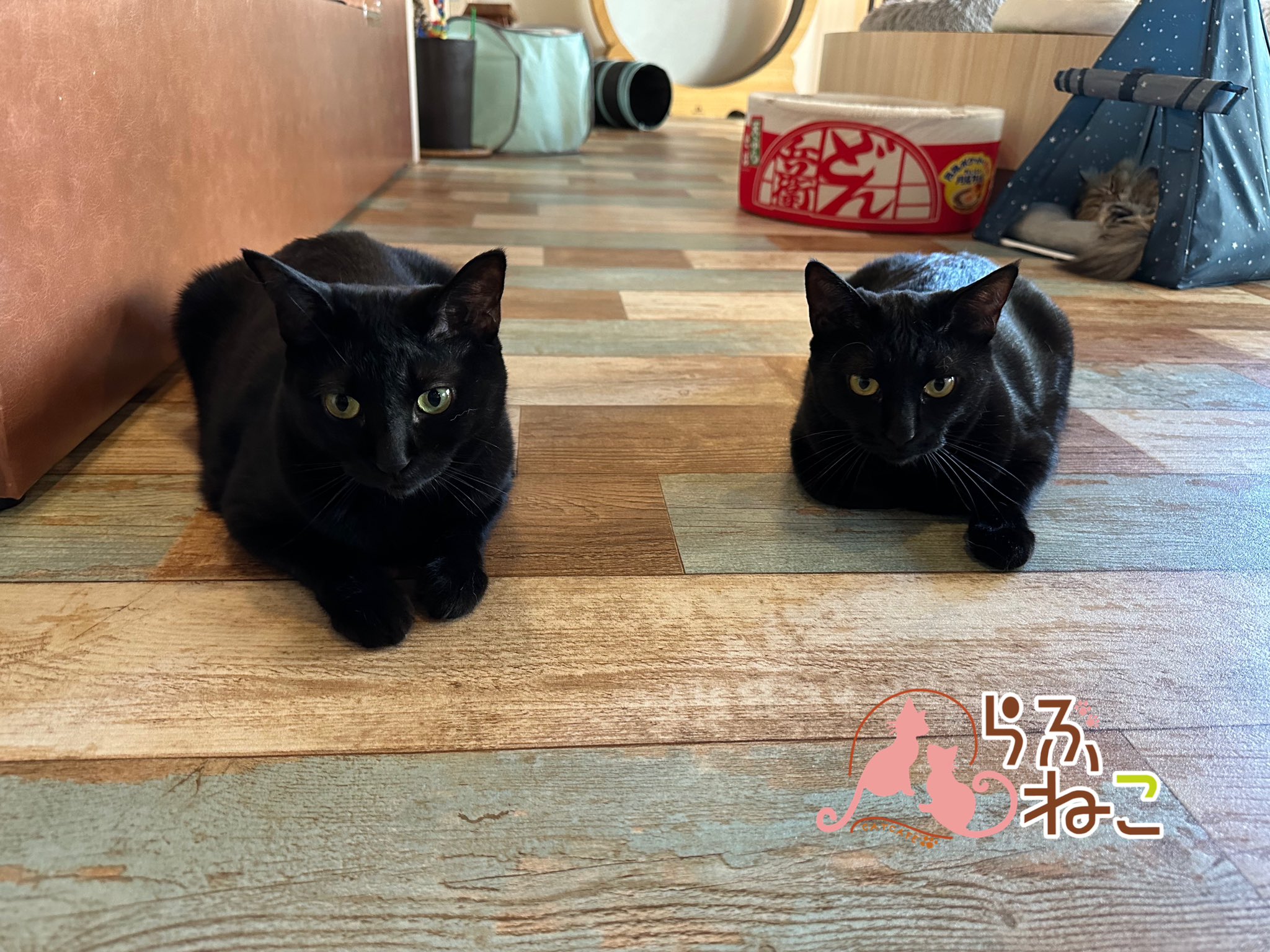 札幌 猫カフェ らぶねこ on X: 