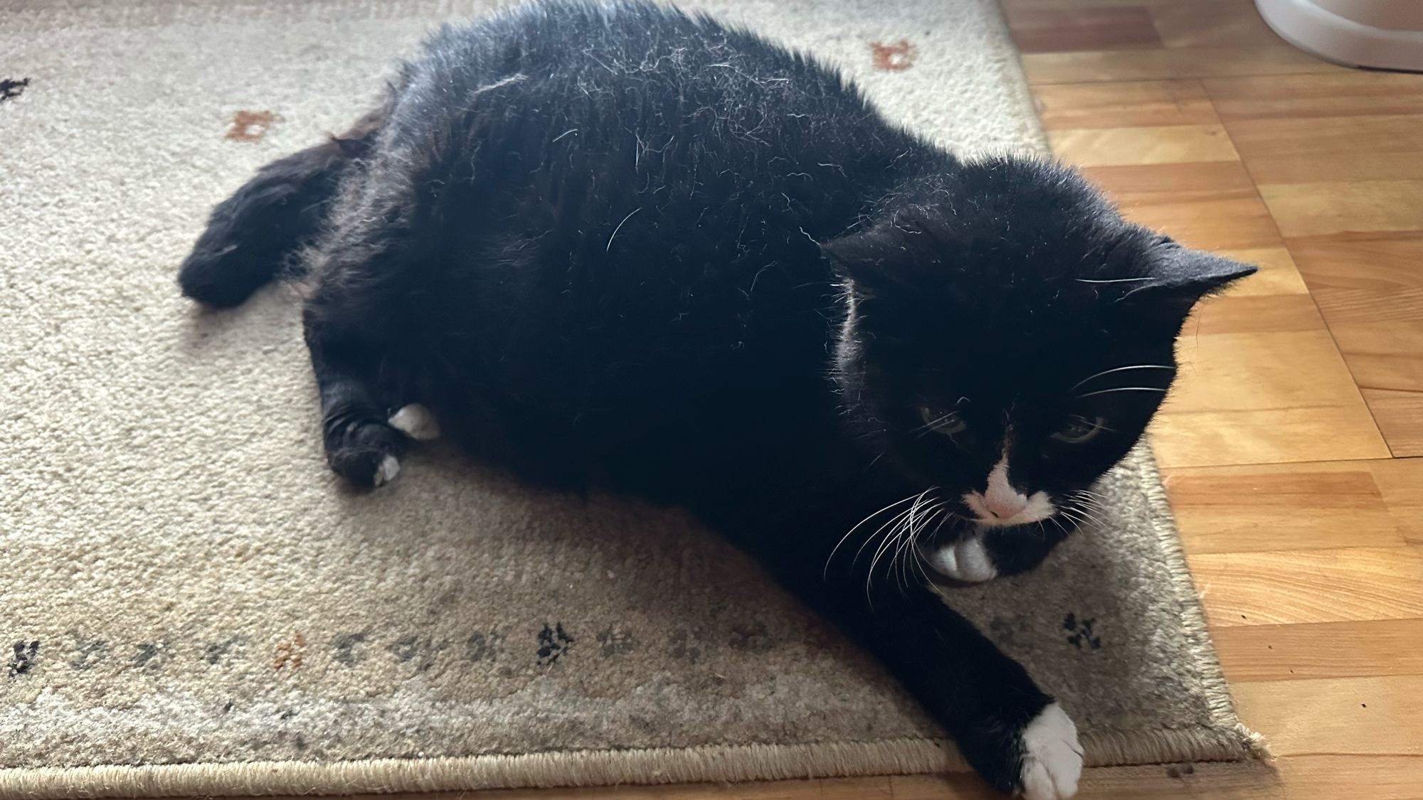 【ねこ】 Amazon | ねこ元気 複数ねこ用 お魚とお肉のスペシャルブレンド