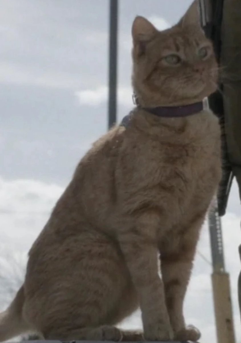 suecorvette's tweet image. 11 seasons of The Walking Dead, 5 (so far) 11 of Fear The Walking Dead and finally! A cat!
His name is Skidmark and of course he’s ginger! He even has his own Wiki