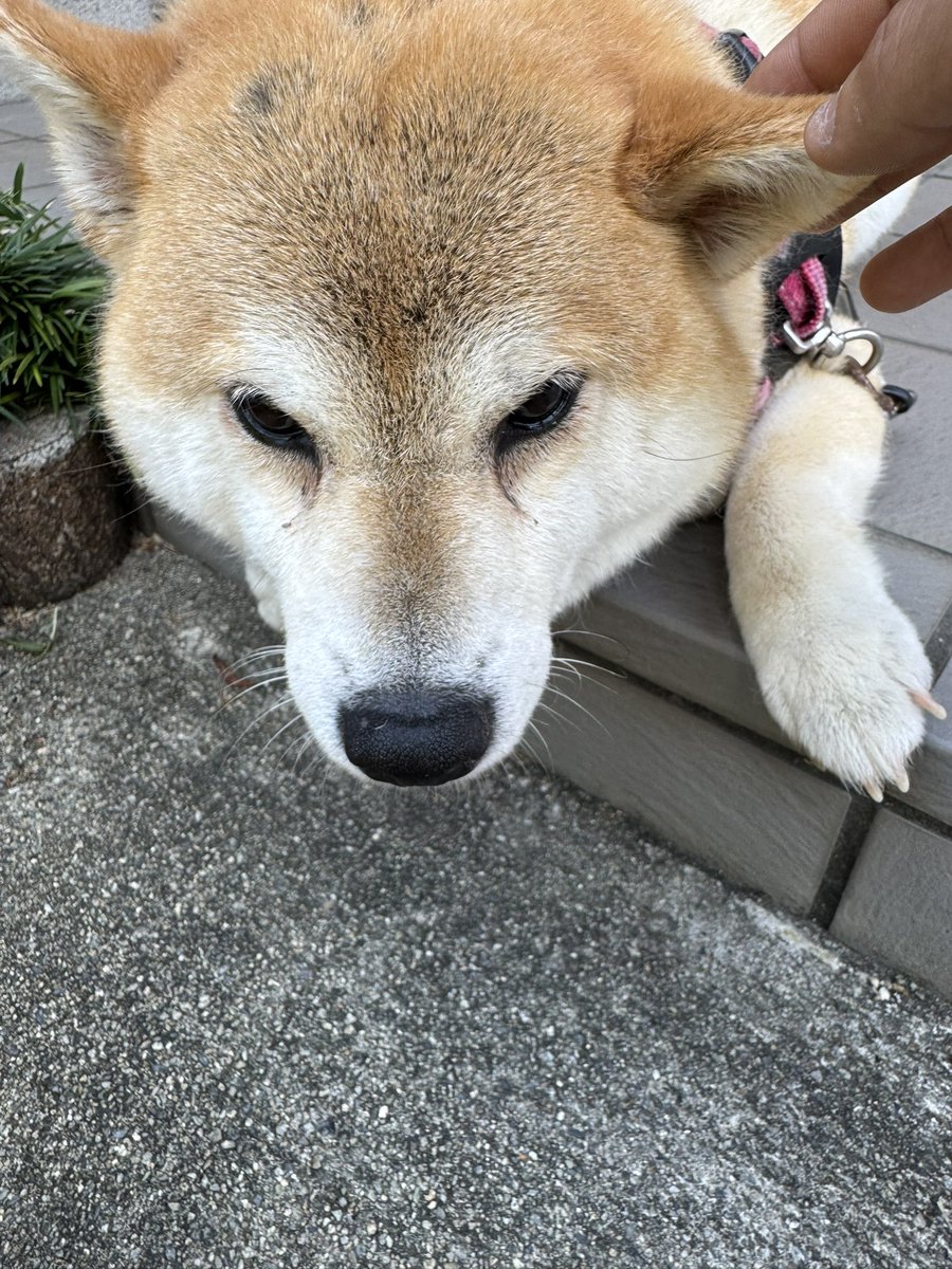 うちのデルタ🐶