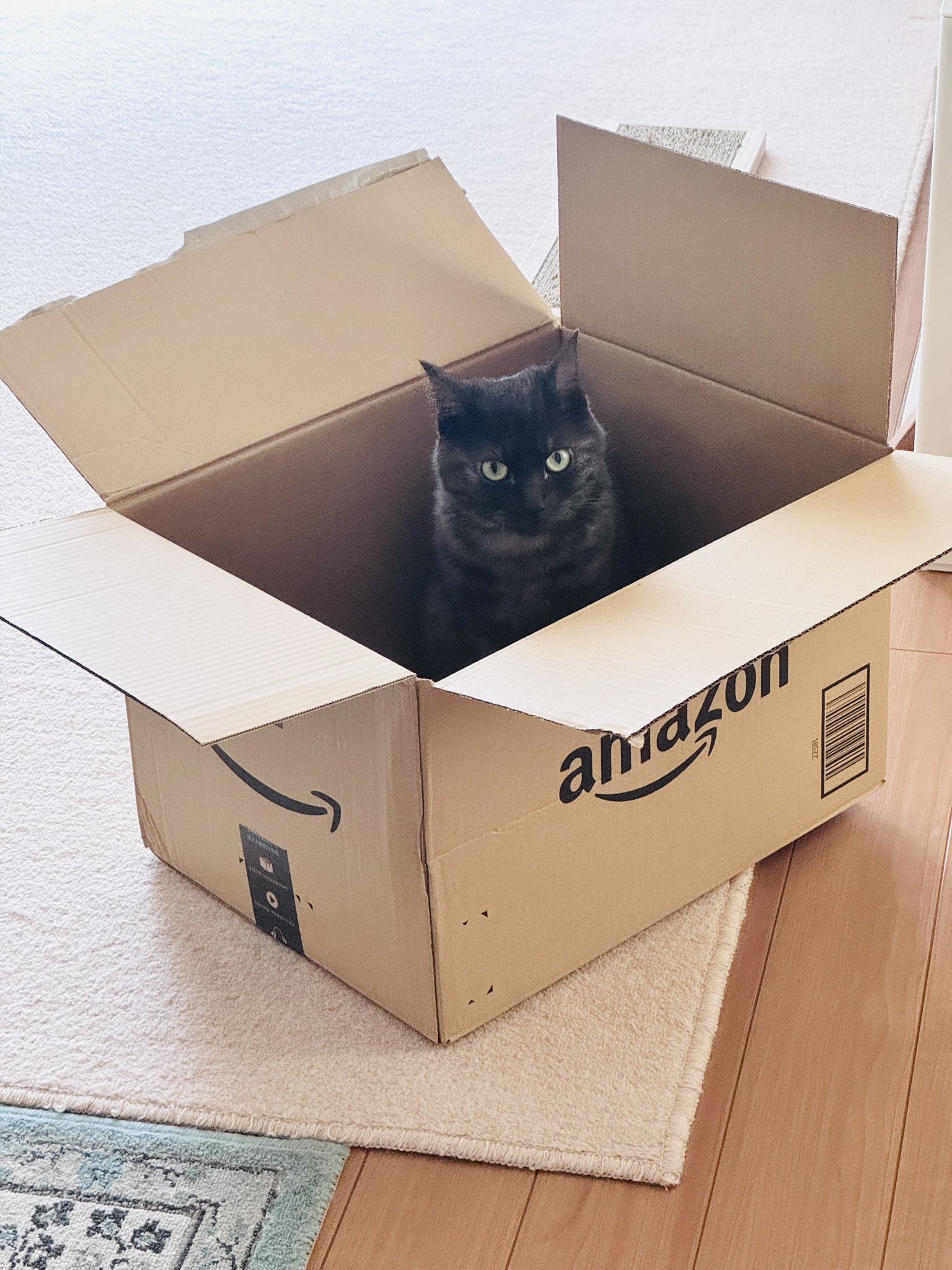 猫日是好日 on X: 