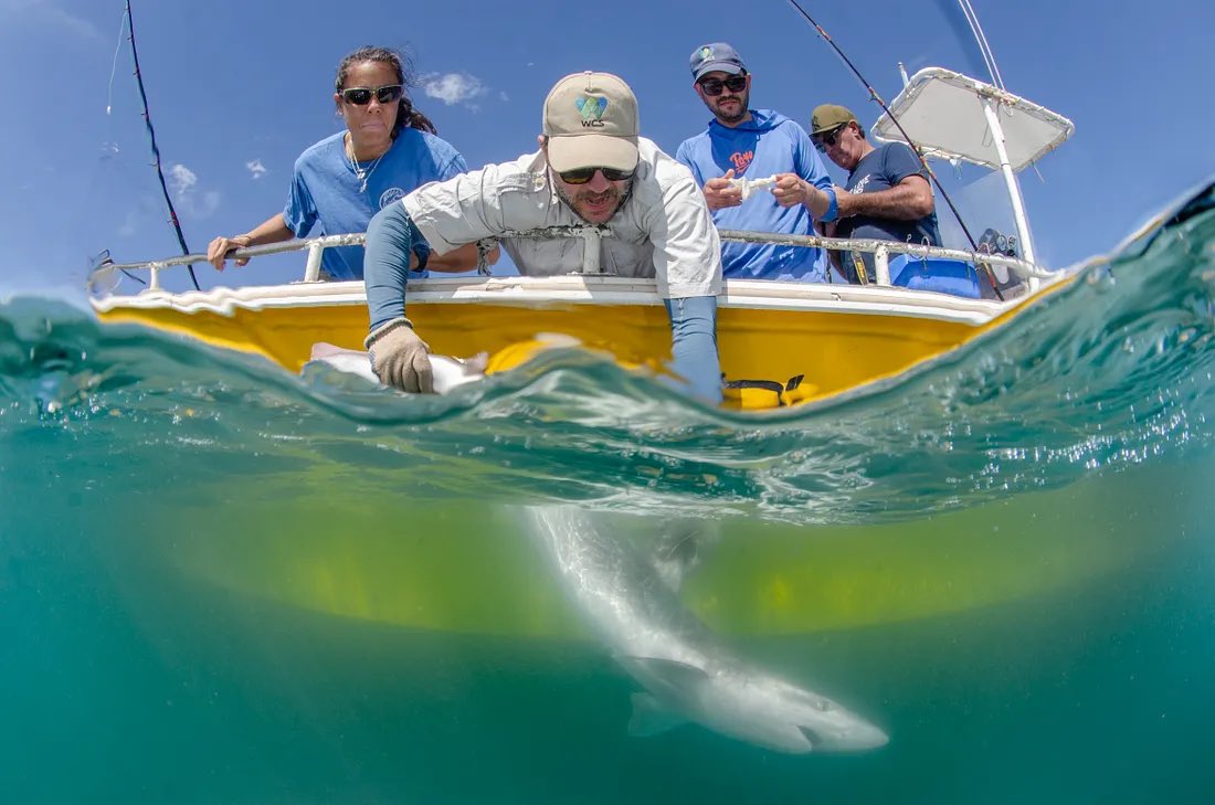 WCSNewsroom's tweet image. Saving Sharks in Argentina through #Science and Collaboration | By Juan Martín Cuevas
“Our work in #Argentina demonstrates that collaborative #conservation is not only possible but essential for #sharks’ survival.”
bit.ly/46NgjZZ