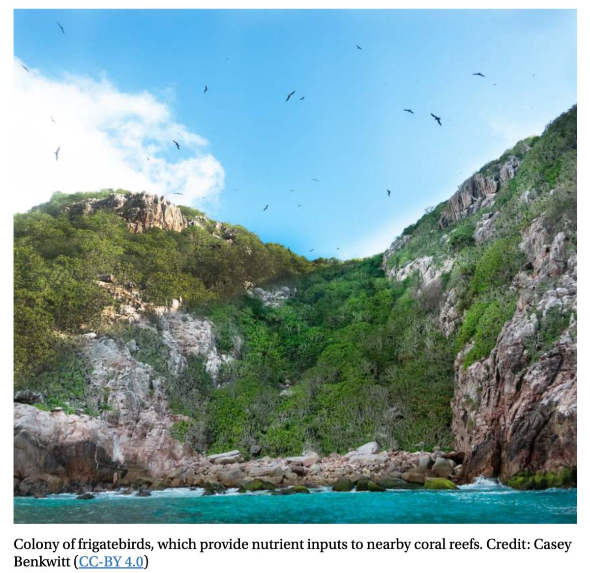 Seabirders's tweet image. A new study reveals that eradicating invasive rats from coral islands could aid in restoring reef ecosystems. In Seychelles, rats decimate seabirds, disrupting vital nutrient flow. Removing them could revive seabird populations & boost reef health. 🌊🐦🐀 bit.ly/3GTA0EW