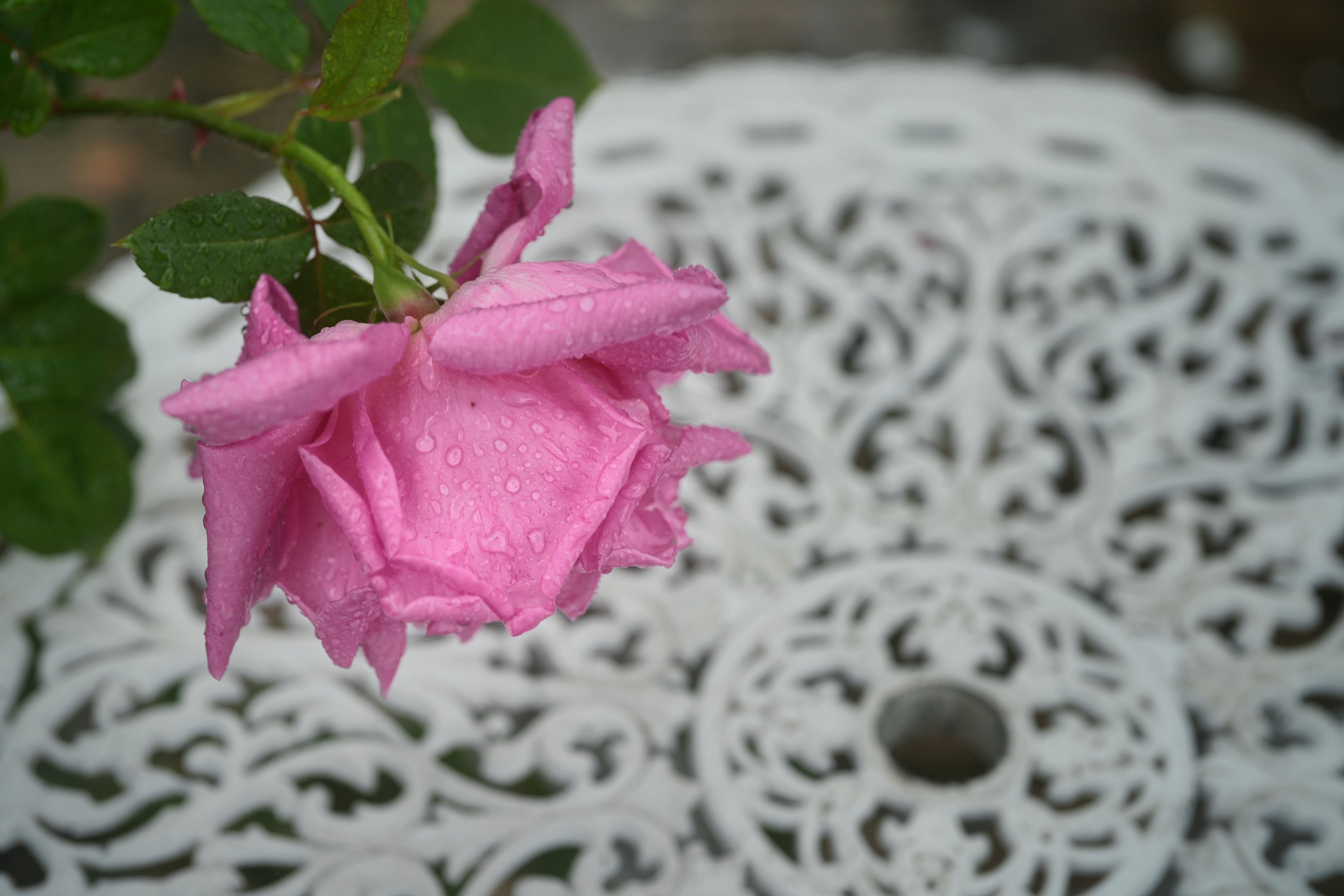 薔薇 5086_X_2_grande.jpg?v=1567653592