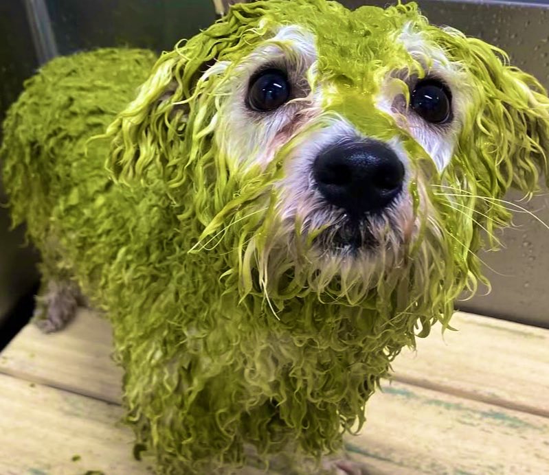 HAPPYSWEET555's tweet image. 夏だからさパックもしたんだわん🐩🌿💛
草🌱があるとこ好きだから𓂃𓈒🐕
マダニとかこわいにゃん🐱🌿💛ハッピー🐱🌱