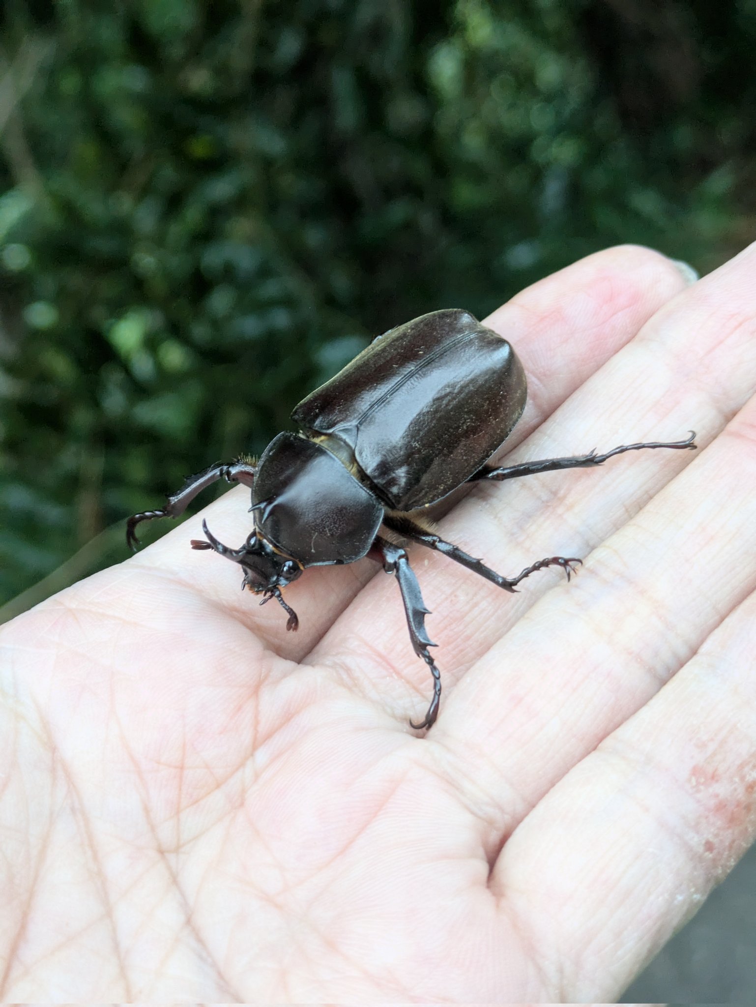 かぶと虫　ミヤビマルーン お勧め☆マルガリータオオカラカネヒナカブト☆新成虫ペア