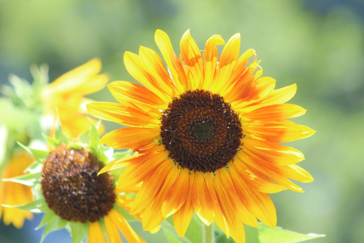 ScurrasFolly's tweet image. News from the garden front:
The long watch continues and today another 3-lined beetle made an appearance. I hope it didn't lay any eggs. But anyways, here is a nice sunflower. You can tell it isn't mine because I'm looking up at it and it has yet to be attacked by a squirrel.