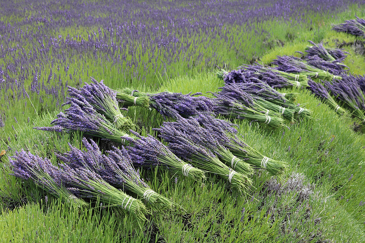 VisitSequim's tweet image. #Sequim Lavender Weekend festivities are in full swing, now through Sunday.  Don't miss out on the fun.  Find out all the detail at visitsunnysequim.com/323/2025-Sequi…