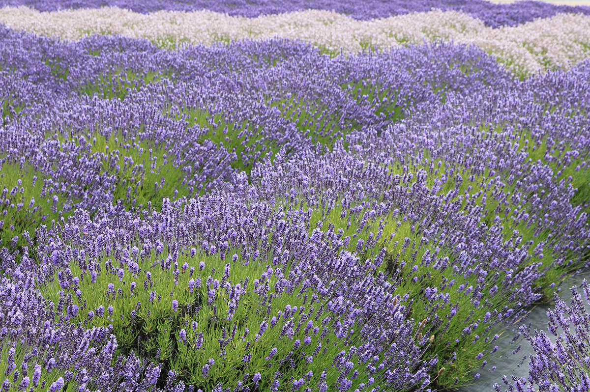 VisitSequim's tweet image. #Sequim Lavender Weekend festivities are in full swing, now through Sunday.  Don't miss out on the fun.  Find out all the detail at visitsunnysequim.com/323/2025-Sequi…