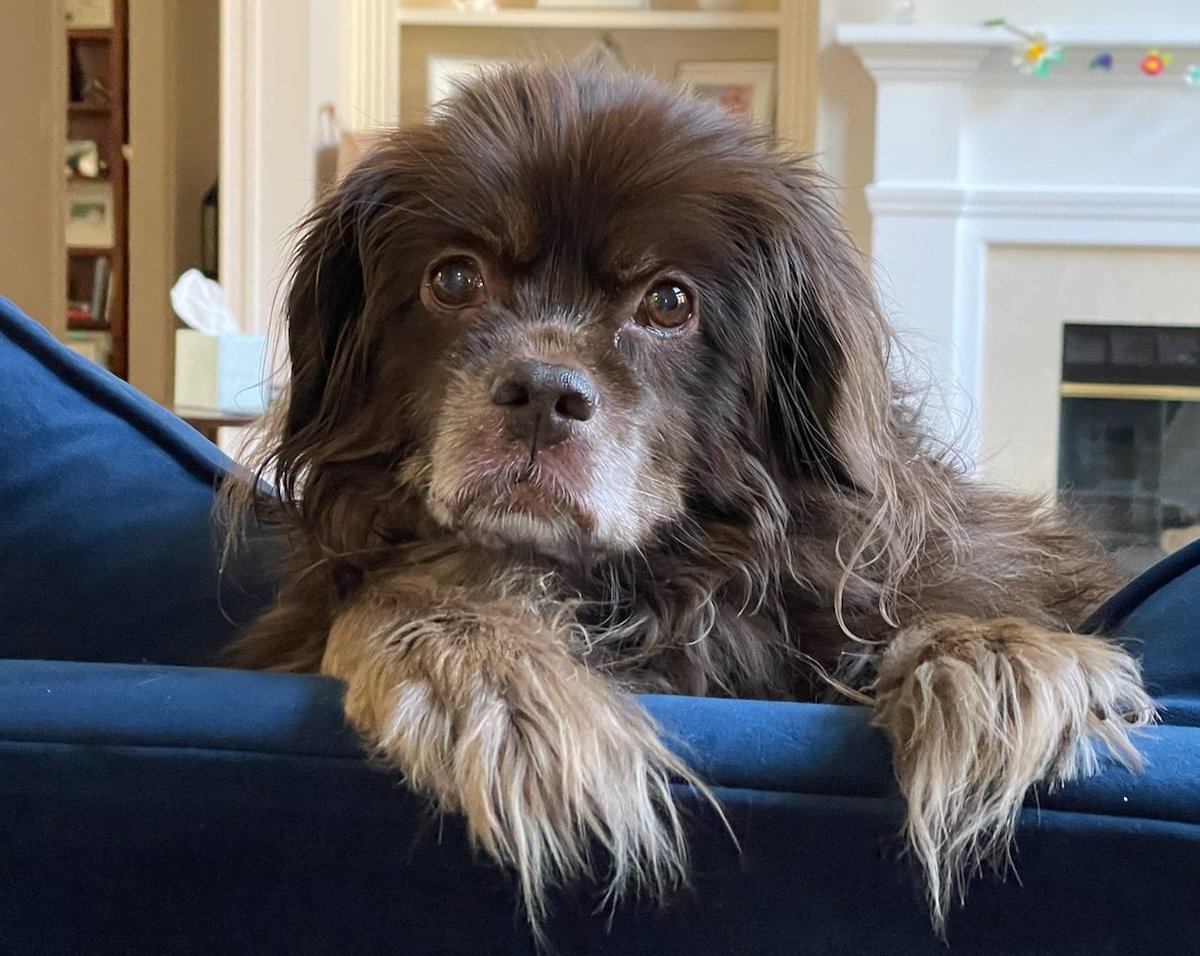 ProfKMCrocker's tweet image. Rest in peace, Dolley 💜🐾 15-plus years, 14 as part of our family. You were such a good girl. (If I didn&apos;t have a human daughter, I&apos;d say you were the best girl I&apos;ve ever known.)