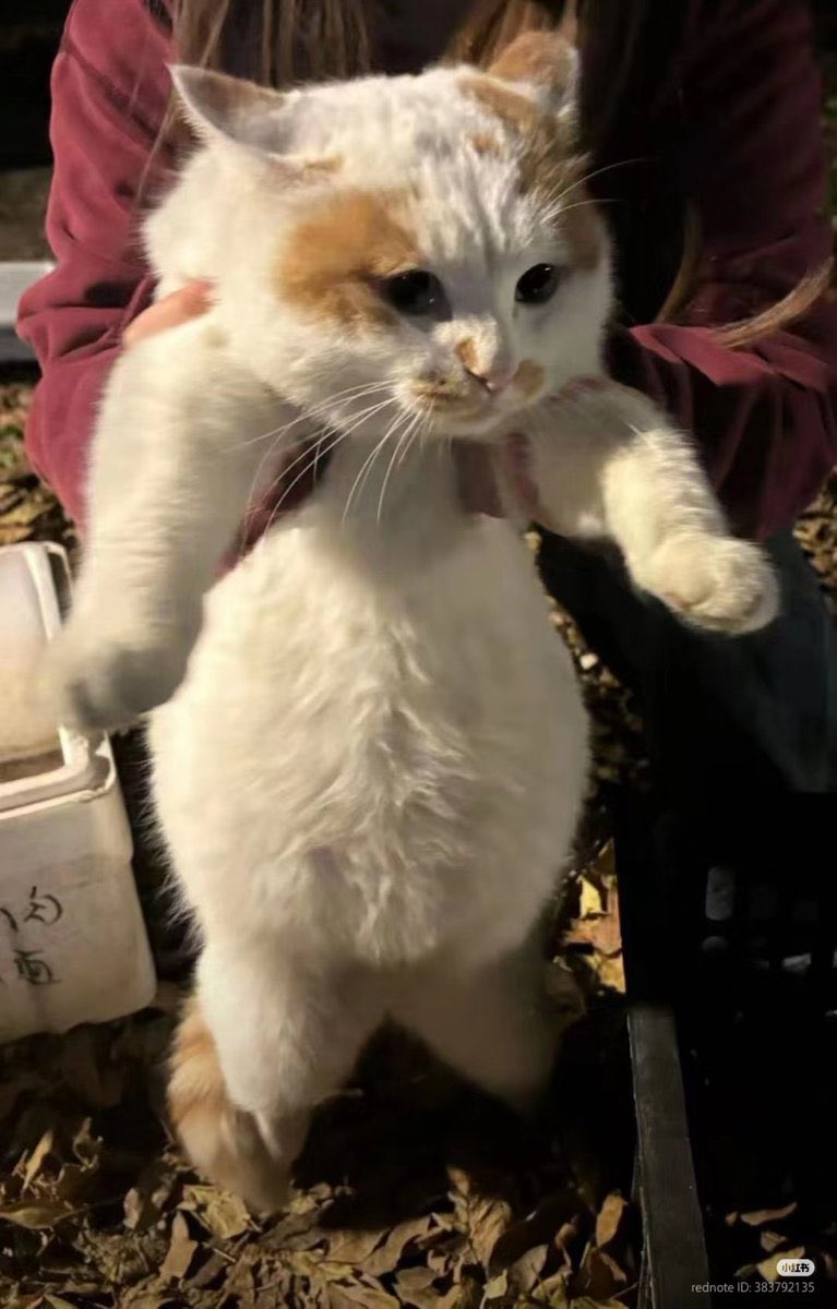 Cat__Auras's tweet image. Big belly