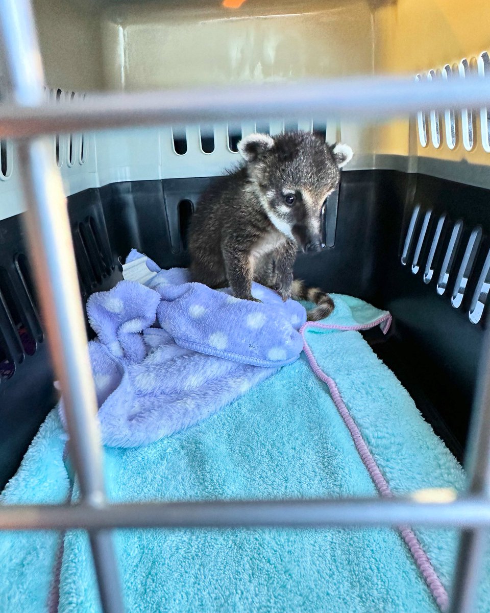 アカハナちゃん
もう飛行機に乗ってる頃だねぇ✈️
無事に到着🛬します様に🙏
寂しくなるね🥲
幸せになってね✨

＃アカハナグマ
#アカハナグマ飼ってる人と繋がりたい
#アカハナグマブリーダー
＃アカハナグマのいる生活
#エキゾチックアニマル販売
