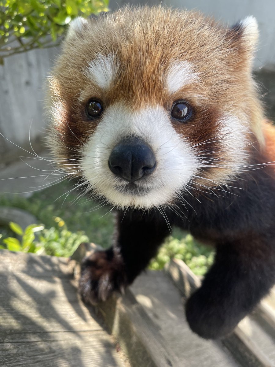 nishiyama_zoo's tweet image. レッサーパンダ・キラリにたくさんのメッセージや献花、お供え物をいただき、こころより感謝申し上げます。
キラリが多くの方に愛されていたことを改めて感じております。
ありがとうございます。
お花や果物は、状態をみて移動させていただいています。ご了承ください。
#鯖江市西山動物園
#キラリ