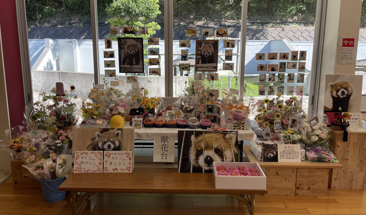 nishiyama_zoo's tweet image. レッサーパンダ・キラリにたくさんのメッセージや献花、お供え物をいただき、こころより感謝申し上げます。
キラリが多くの方に愛されていたことを改めて感じております。
ありがとうございます。
お花や果物は、状態をみて移動させていただいています。ご了承ください。
#鯖江市西山動物園
#キラリ