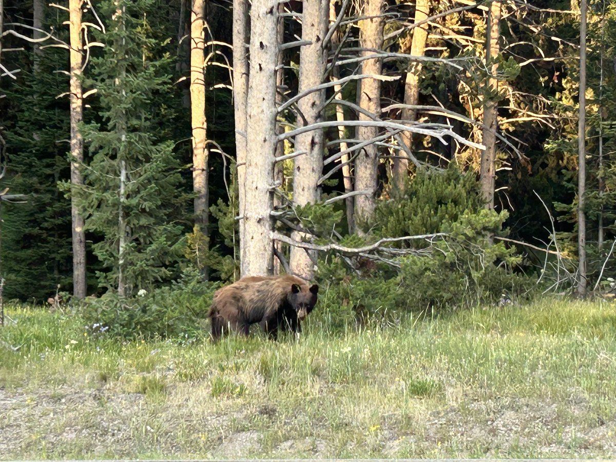 VVinzetta's tweet image. Few days in Yellowstone before football season takes over. Fifth trip! Took neice Rachel again. Two of the highlights in the wildlife spotting scope was seeing the Wapati Wolf Pack in action and watching a grizzly bear play in the stream. There’s no place quite like it! 🐾🐾🐾