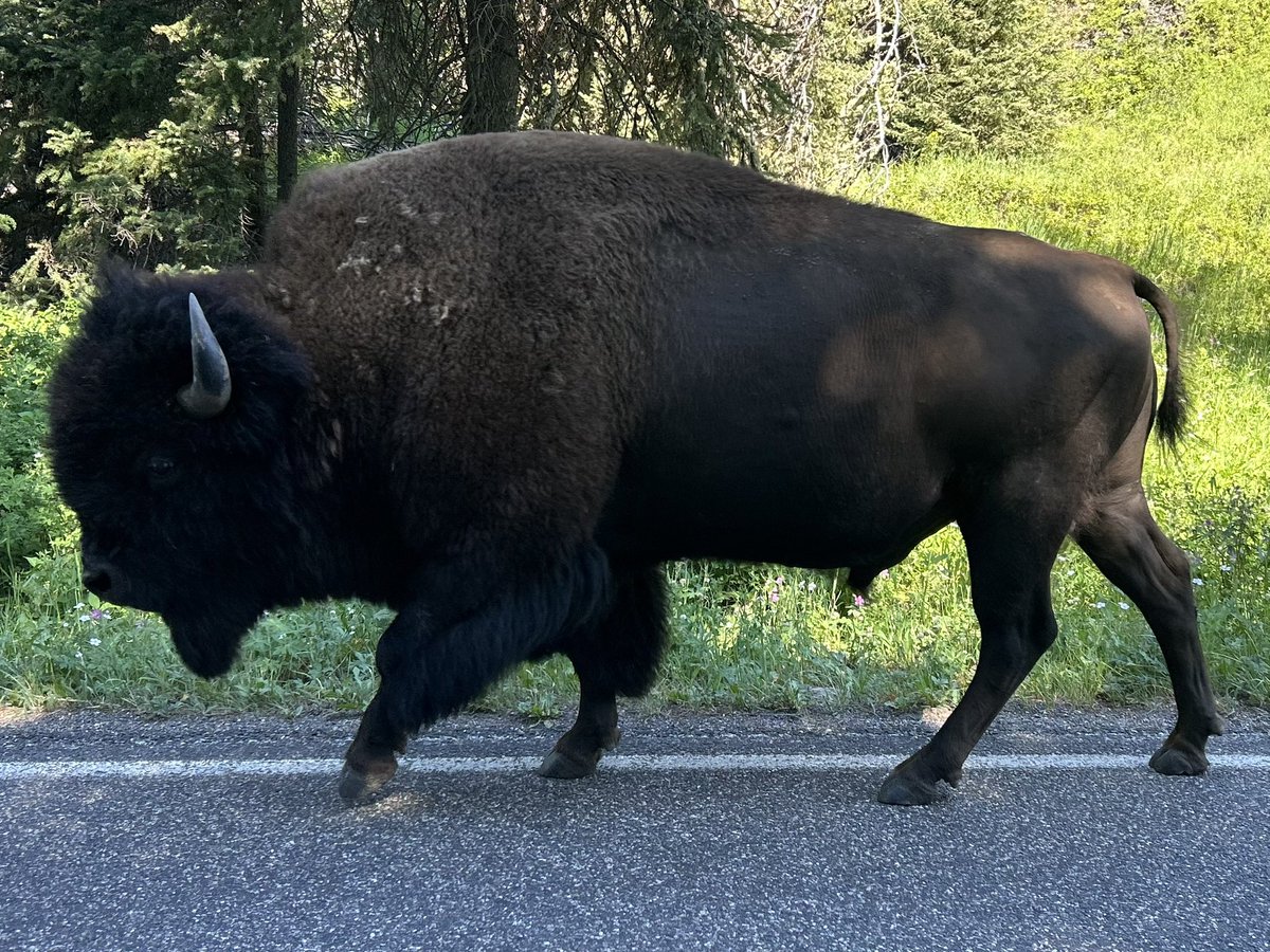 VVinzetta's tweet image. Few days in Yellowstone before football season takes over. Fifth trip! Took neice Rachel again. Two of the highlights in the wildlife spotting scope was seeing the Wapati Wolf Pack in action and watching a grizzly bear play in the stream. There’s no place quite like it! 🐾🐾🐾