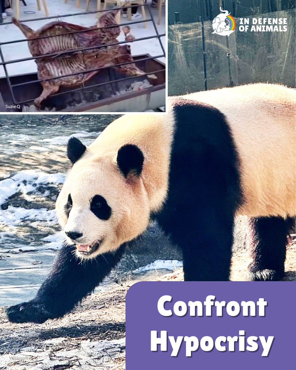 IDAUSA's tweet image. A streamer exploits beloved #Panda Fu Bao’s birthday to roast baby #Lambs in a grotesque “celebration.” Pandas and puppies are loved—others killed.
Stop the hypocrisy, live #Vegan.
Learn why #Speciesism is the root of animal cruelty: bit.ly/3GRXfiE