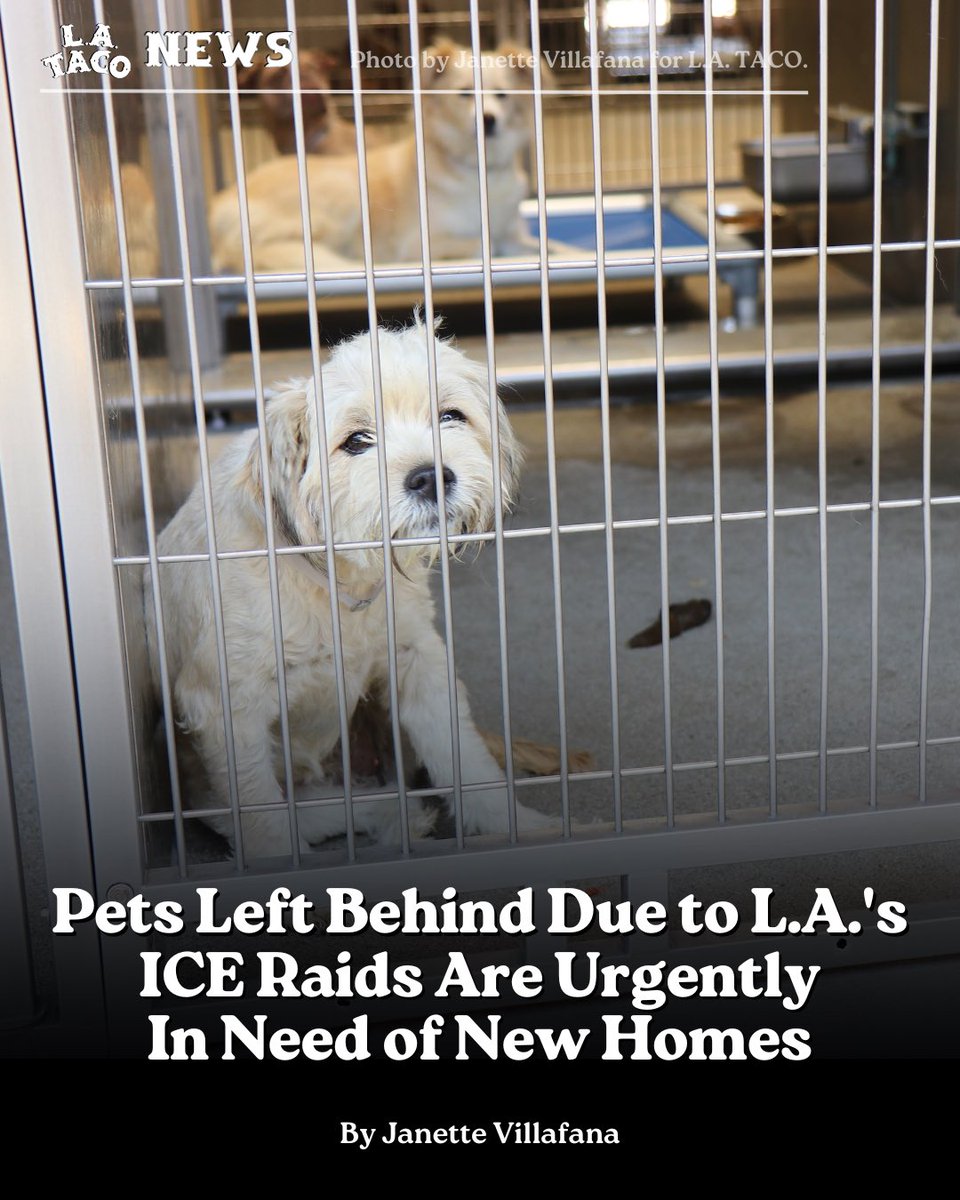 LATACO's tweet image. The manager for the Downey Animal Care Center, urges people who are in a position to adopt to stop by to visit dogs like Canela, a five-year-old Belgian Malinois. A total of 18 animals have been turned in due to the deportations.
By @Janette__V 🐕
lataco.com/ice-raids-pets…