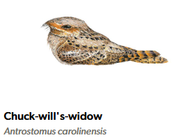 thousands of hours and millions of dollars into field research and labwork, and ornithologists still haven't figured out what happened to Chuck