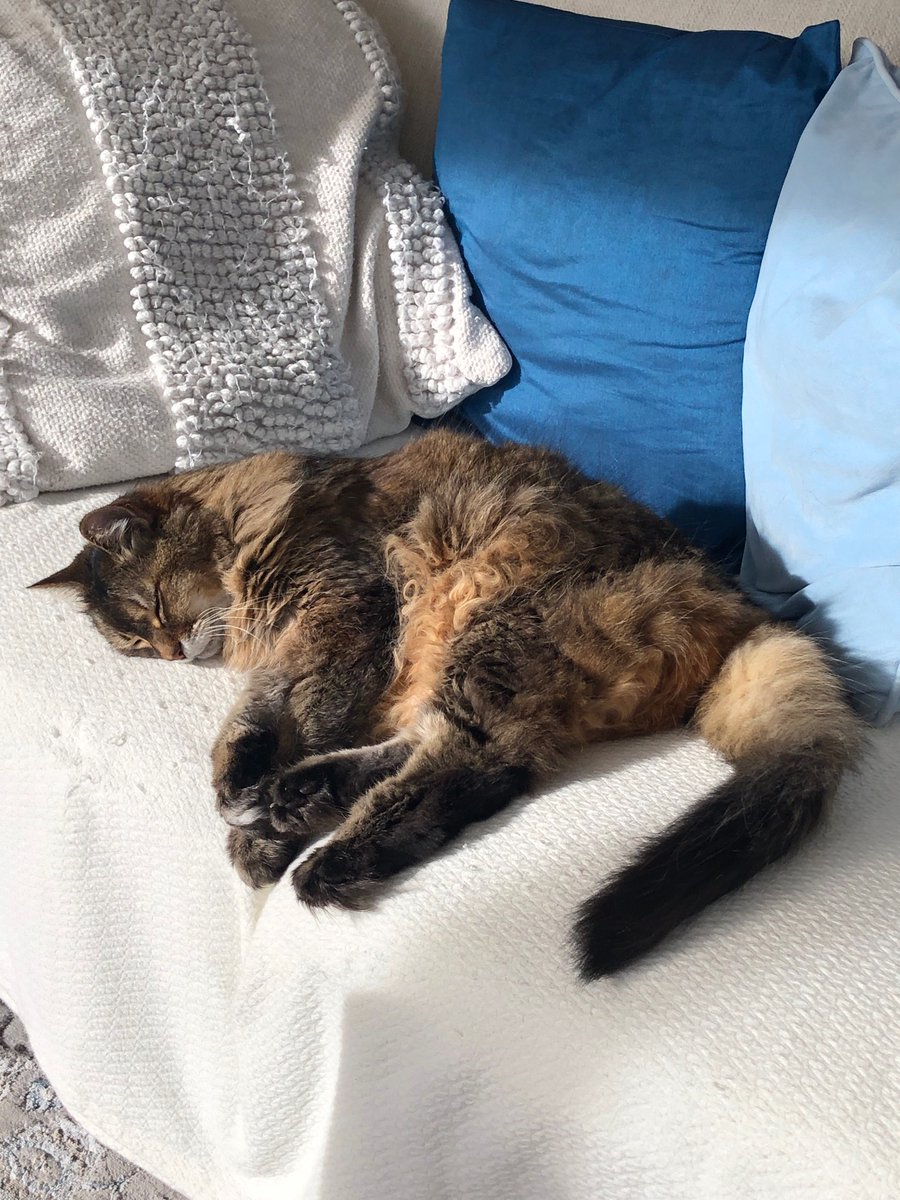 pauliec80859931's tweet image. Mid morning snooze.