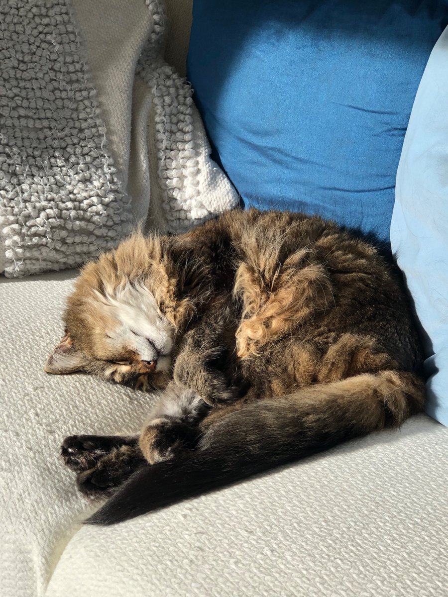 pauliec80859931's tweet image. Mid morning snooze.
