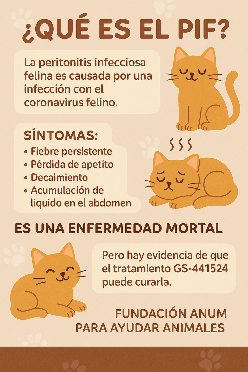 😿 ¿Y si hubiéramos tenido el medicamento a tiempo? Totoro estaría vivo.

En Guadalajara no hay disponibilidad inmediata de GS-441524, el medicamento esencial para tratar la Peritonitis Infecciosa Felina (PIF), una enfermedad viral letal que puede acabar con la vida de un gatito