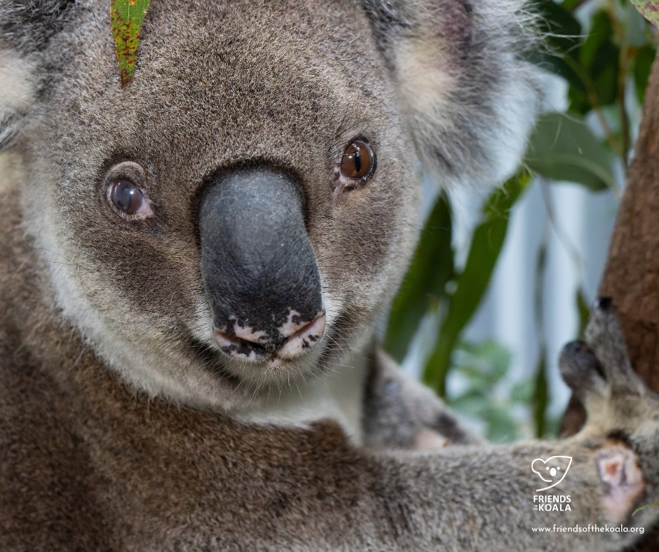 Friends_Koala's tweet image. π¨ 6-year-old Duke arrived in poor condition with severe chlamydial cystitis, conjunctivitis, a limb wound & dehydration. His wound has healed, his rump is dry but his hydration has been poor.
We have been giving him some subcutaneous fluids. Fingers crossed! #koala #chlamydia