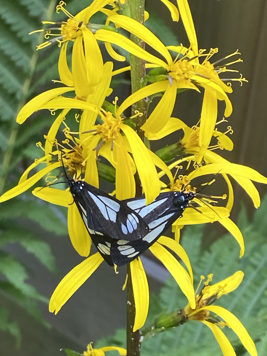 Butterfly party in the  garden today.