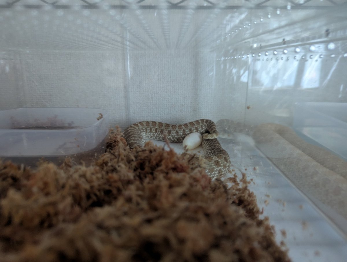 Seigon444's tweet image. 2ndクラッチ始まった🐍🥚
hetリューシタフィー
#snake
#hognose
#ヘビ
#爬虫類
#シシバナ