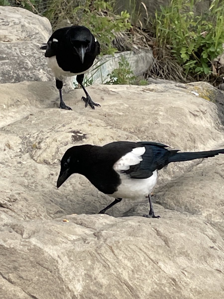 SLB_211's tweet image. Heyyyyyy!  
The plan…..
The snatch!
😡 #Magpies