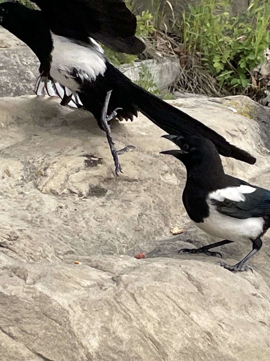 SLB_211's tweet image. Heyyyyyy!  
The plan…..
The snatch!
😡 #Magpies