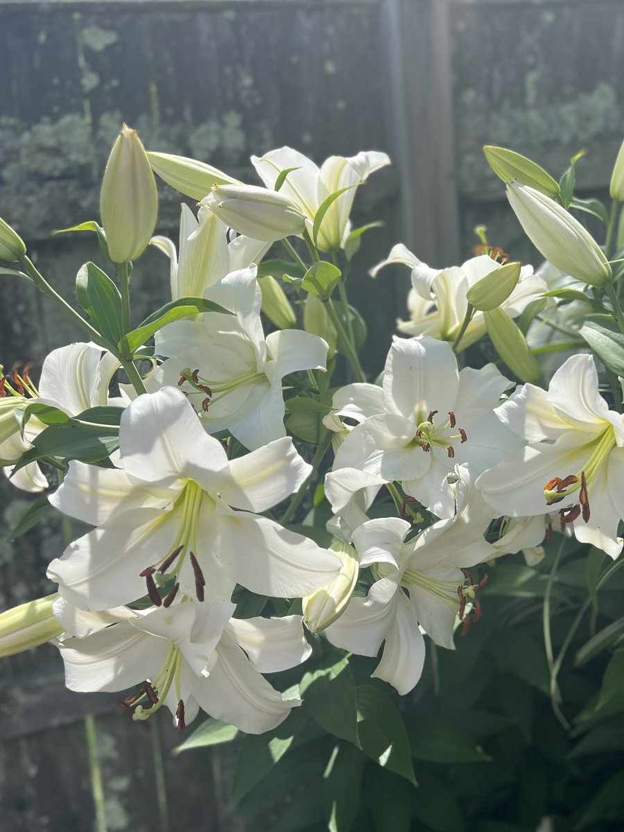 RoseHorowitz31's tweet image. In July
Beckoning in twilight,
standing four feet tall, trumpeting
dusk with their white light,
the Casa Blanca lilies’
perfume pulls me closer to heaven.
—Rose Horowitz
#poetry #tanka