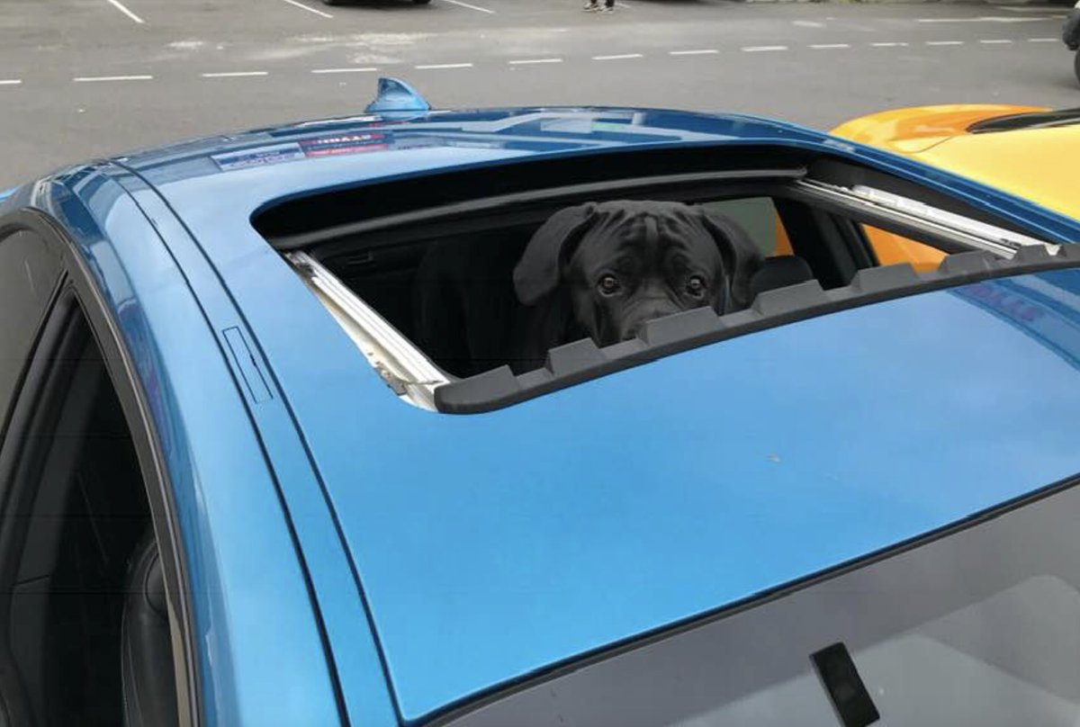 whaler_michael's tweet image. Puppy Reign