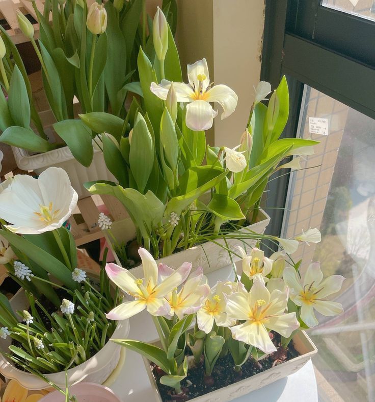 As soon as the sun rises, embarking on today's journey. All I can think of my dearest, who will be having such an important schedule today. And I know that he is going to do amazing. Sweetheart, Remember all the late nights you've put in? You've got this, my yiyi! 🩵