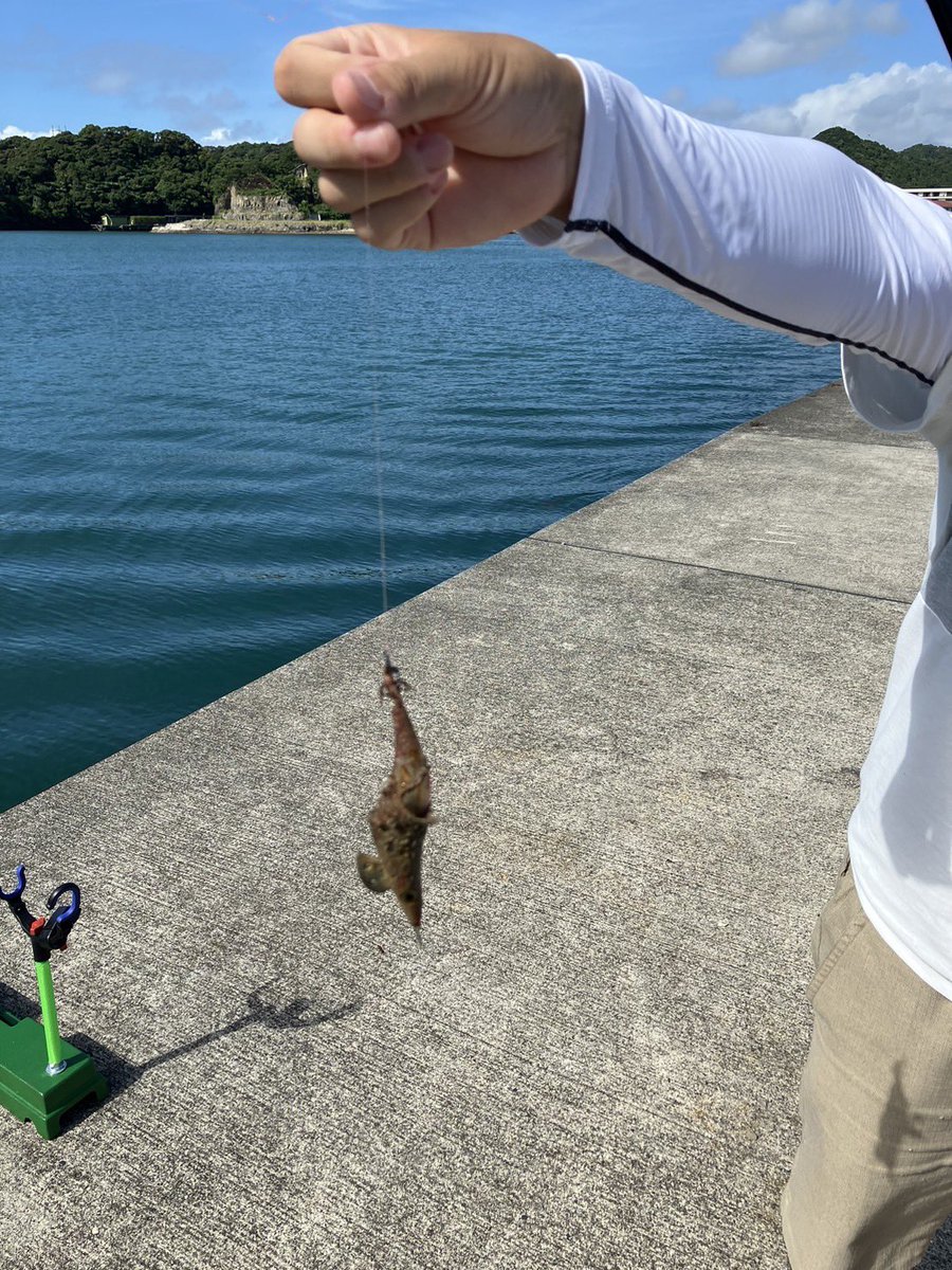 うるめ投げたらエギ釣れた笑