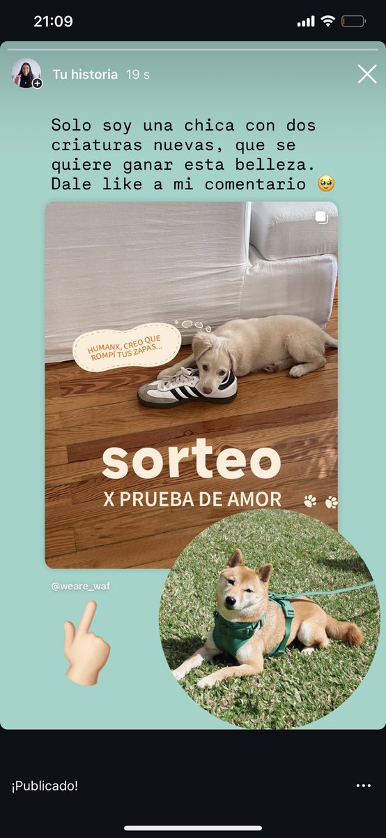 Euuu, le dan like a mi cometario sobre El Gordo Croisant (Queso) en este sorteo de Instagram porfi???
Me quiero ganar ese arnés precioso así compro uno solo.

instagram.com/p/DL_AWUUxd_f/…