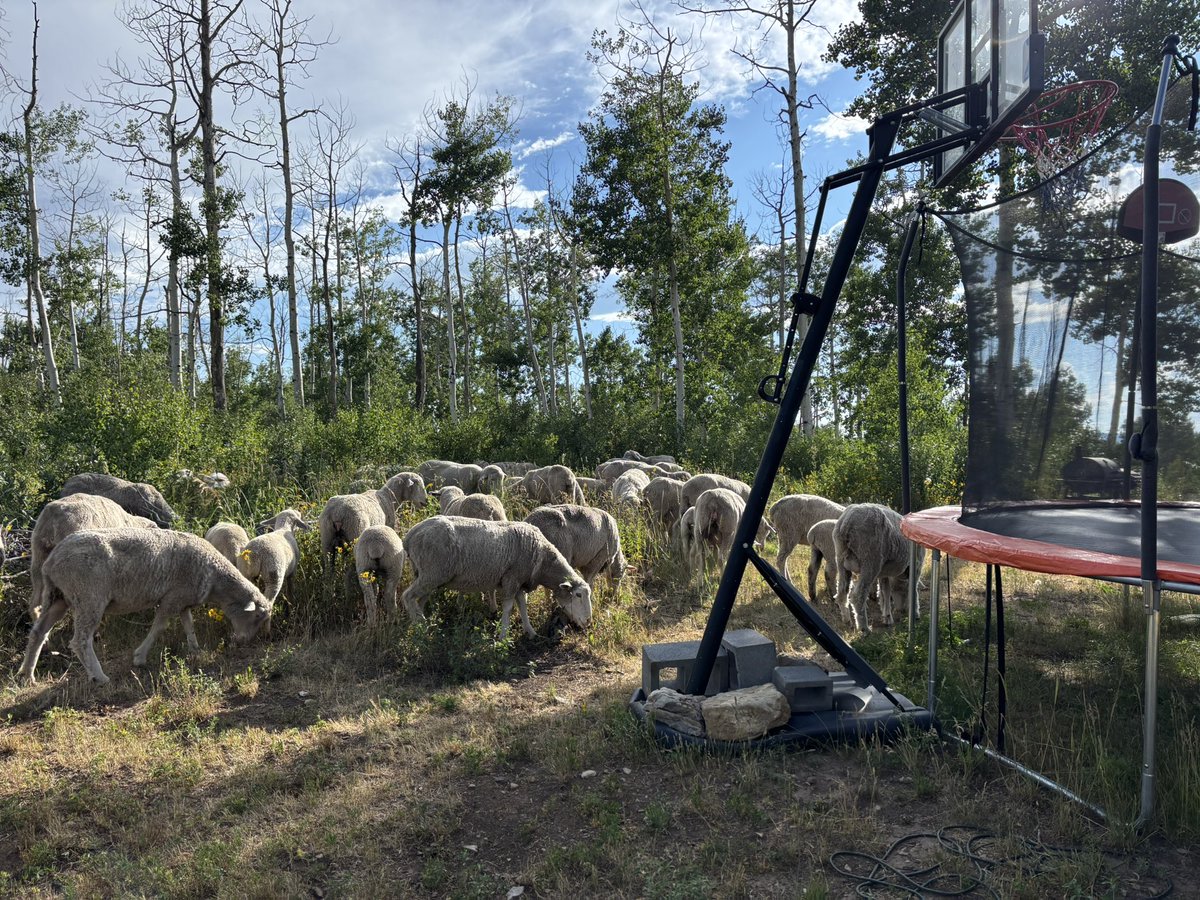 jaminwestby's tweet image. Am I working out tonight or nah (baaaaa)
🤣 @rossiadam @rhensing @DaleStarkA10