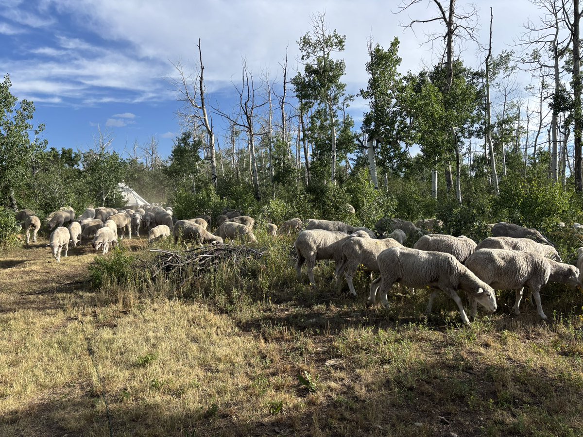 jaminwestby's tweet image. Am I working out tonight or nah (baaaaa)
🤣 @rossiadam @rhensing @DaleStarkA10
